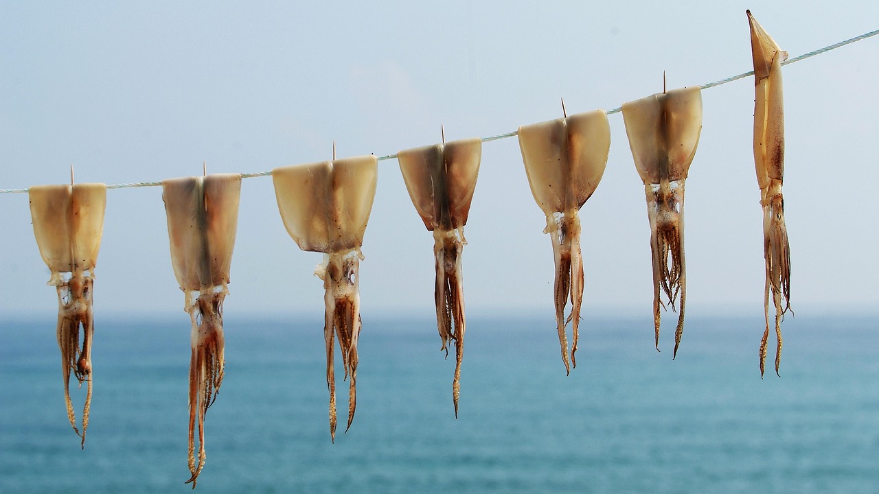 건조중인 오징어