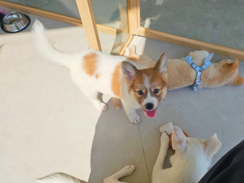 피스멍멍 도그런 놀이터 공간