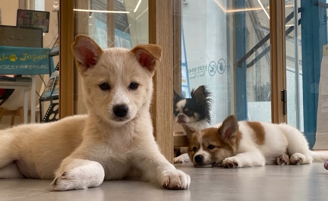 광주 유기동물 입양센터 정모