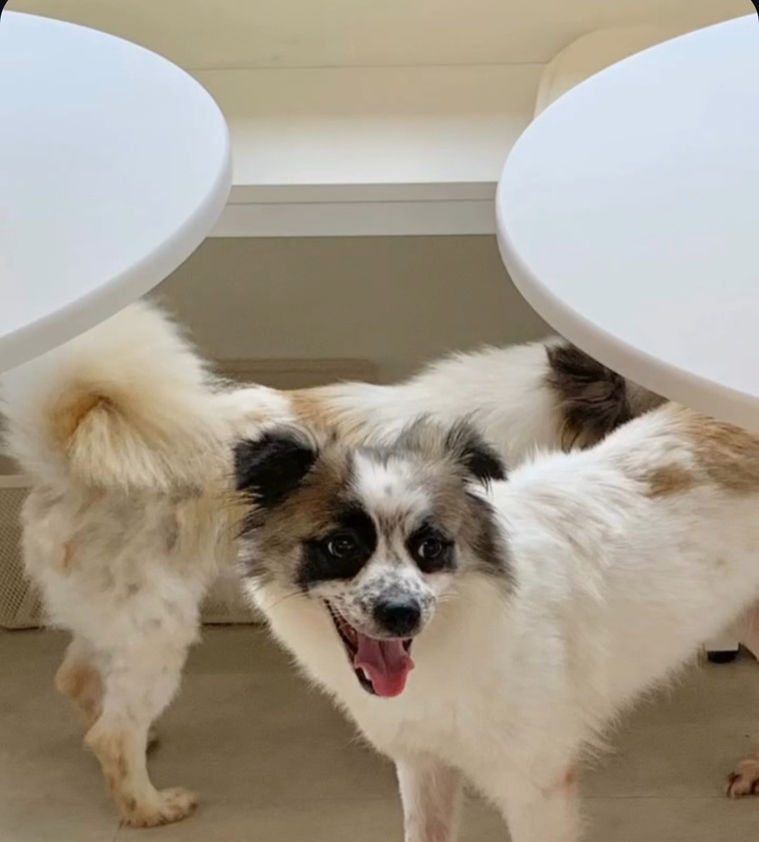 광주 유기동물 보호소 피스멍멍 테이블