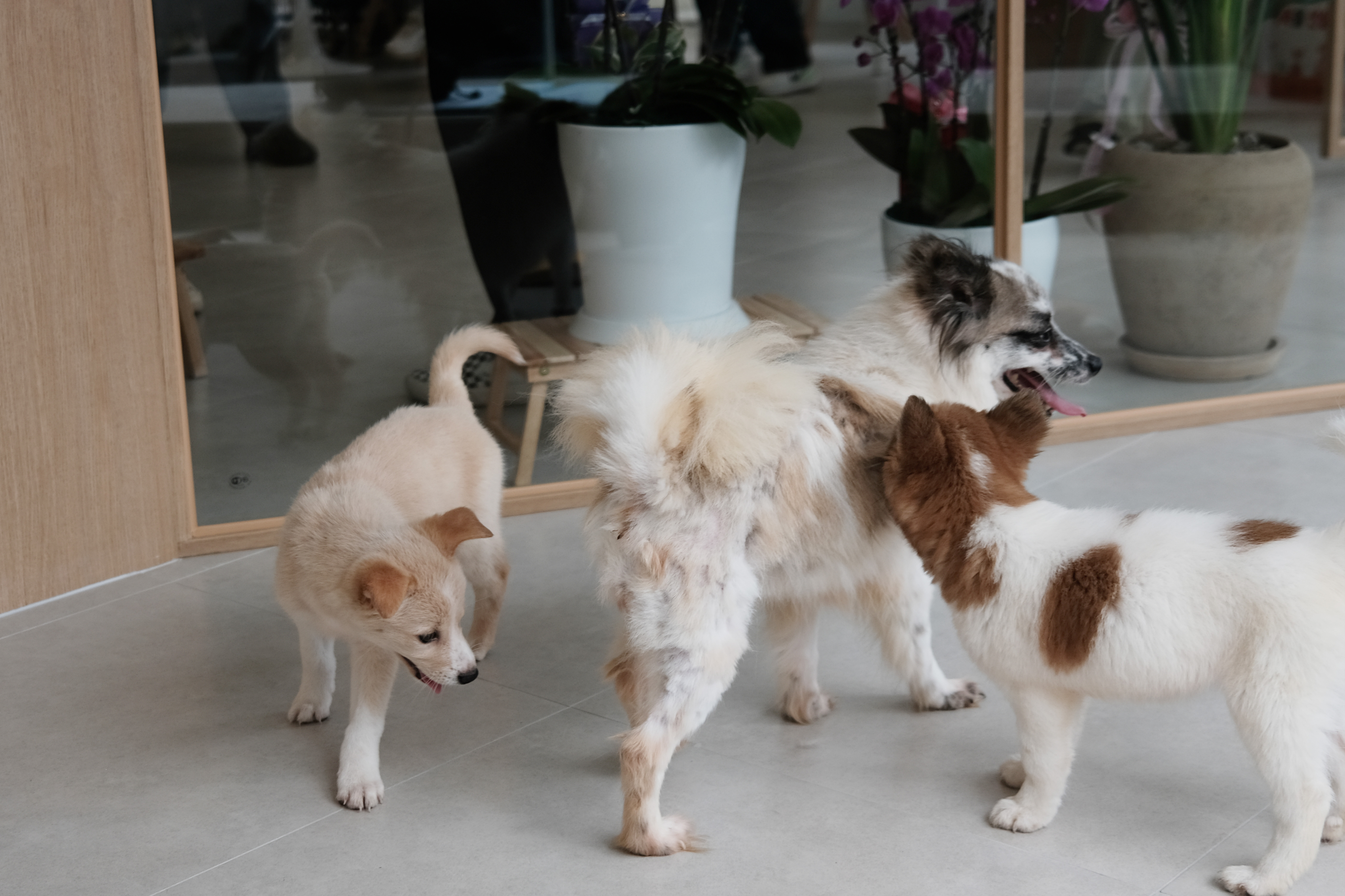 유기견 보호소 강아지 놀이터