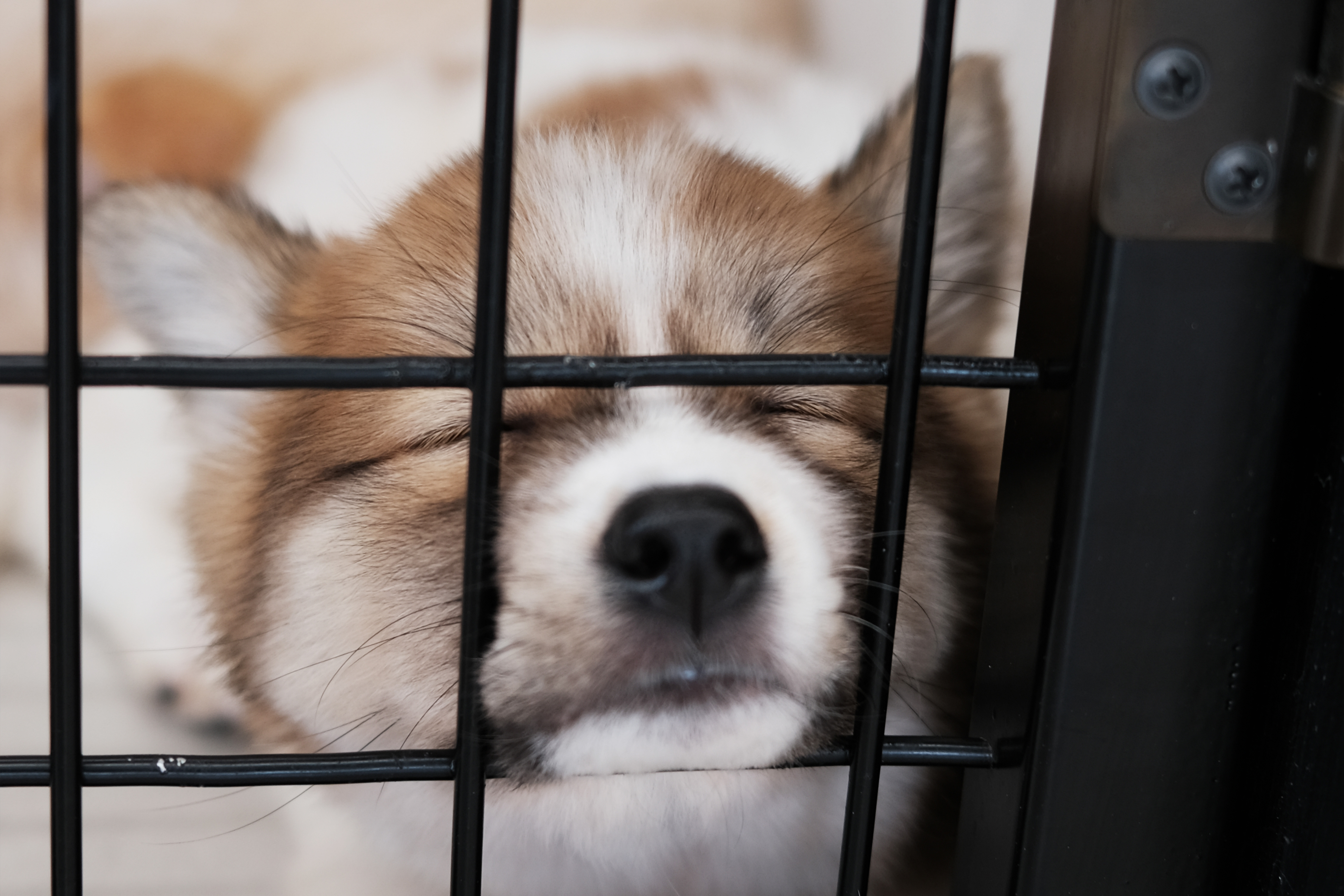 광주 동구 피스멍멍 유기 동물 보호센터 