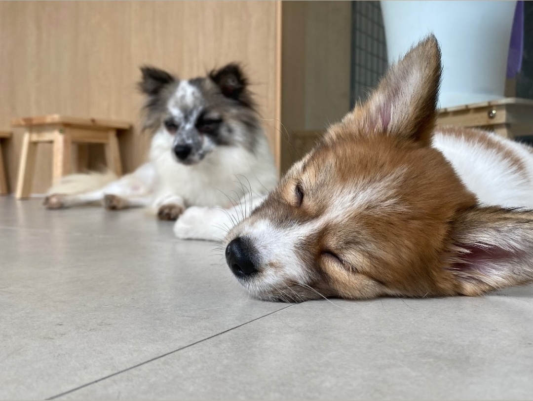 유기동물 보호소 유기견 강아지 낮잠