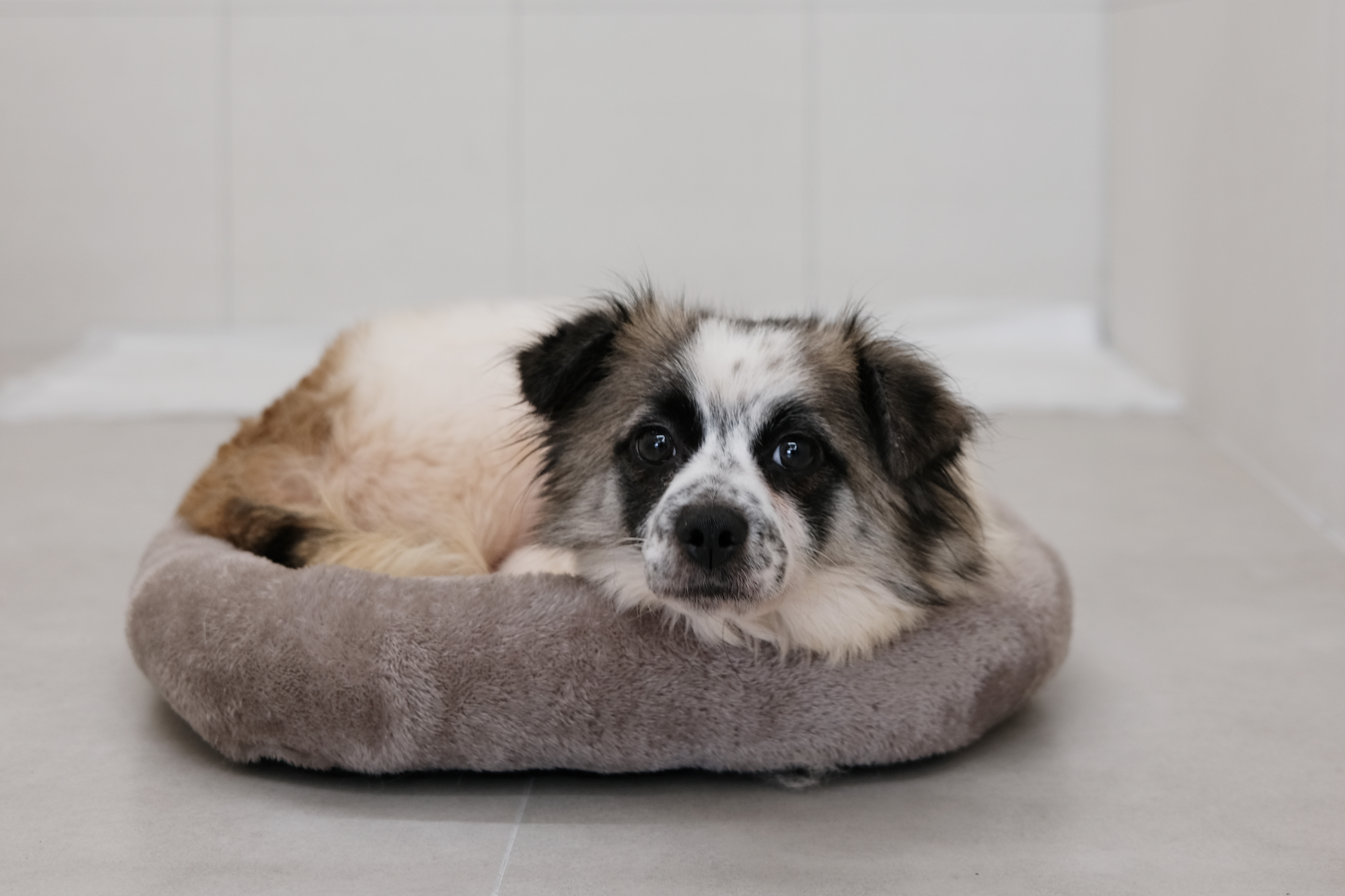 광주 동구 유기견 보호소 피스멍멍 견사에서 지내는 강아지