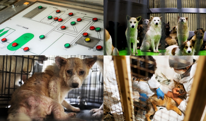 피스윈코 유기견 보호 프로젝트