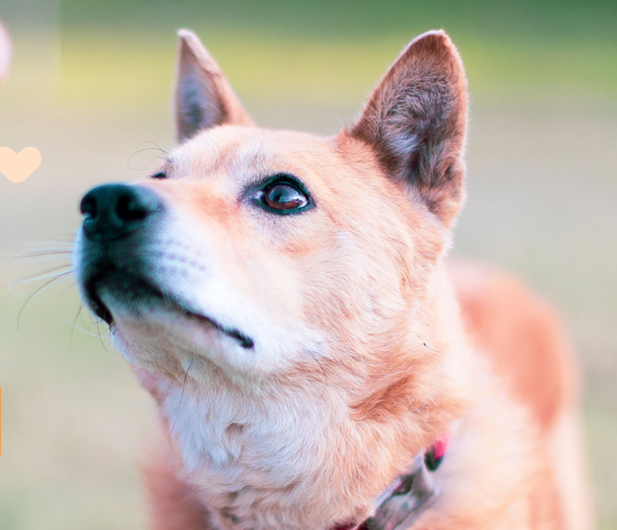 광주 동구 유기견 입양 행사