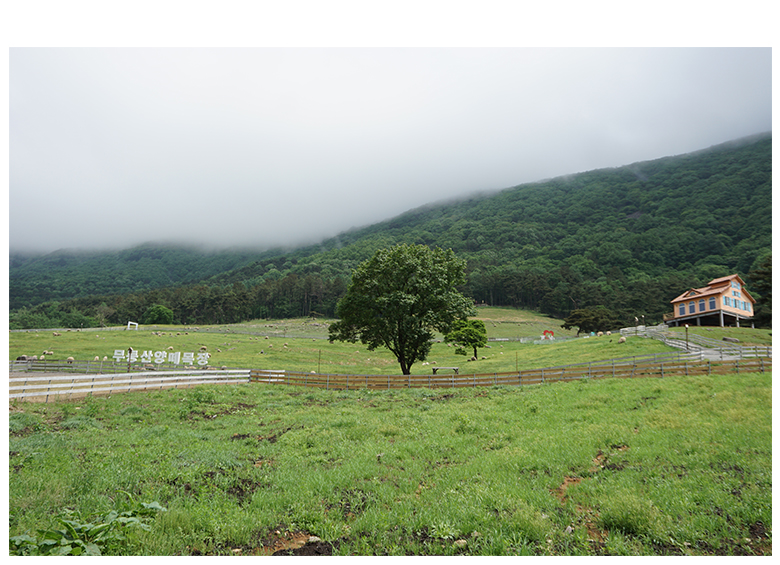 무등산 양떼목장