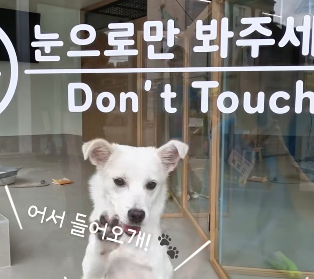 광주 동구 피스멍멍