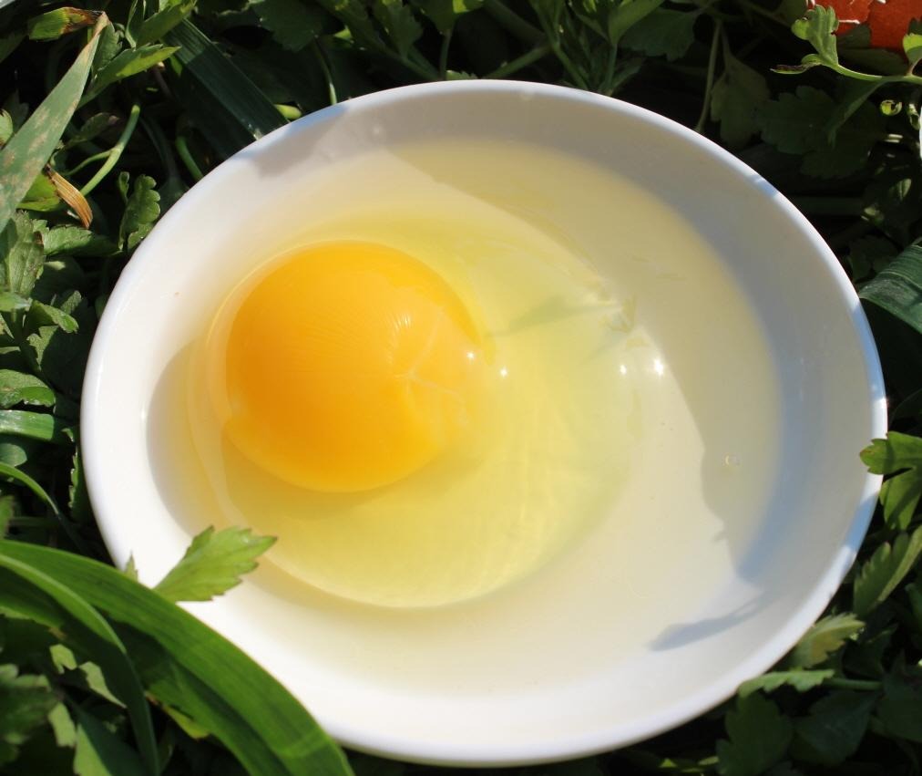 대란특란차이, 달걀고르는법, 무항생제달걀, 안성특란, 특란, 대란, 고향사랑기부제, 답례품추천, 위기브