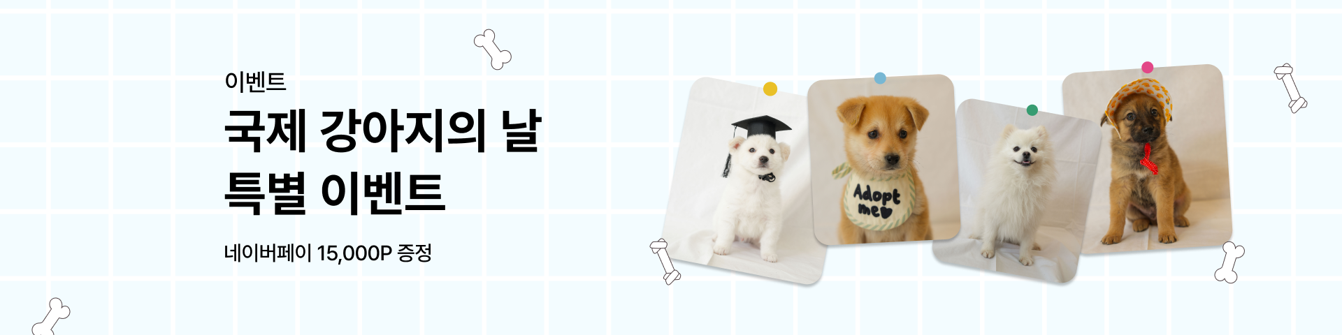 광주동구 강아지주동구 강아지