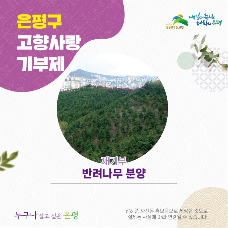 반려나무 분양(봉산 편백나무숲 편백나무 기부)