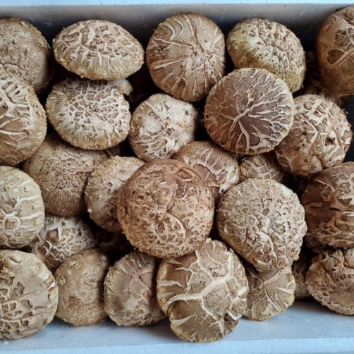 [충남 서천군] 생표고버섯 2kg(특품)