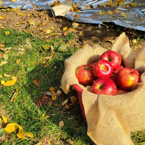 금호사과농장 사과(부사) 3kg, 5kg