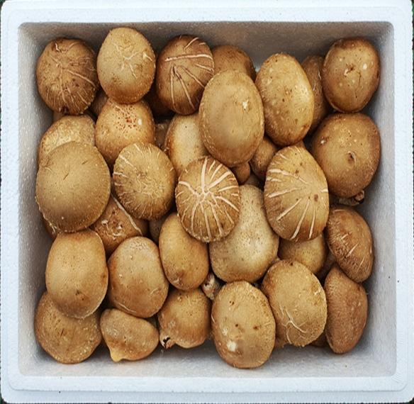 부여 굿뜨래 친환경 생표고버섯 1.5kg