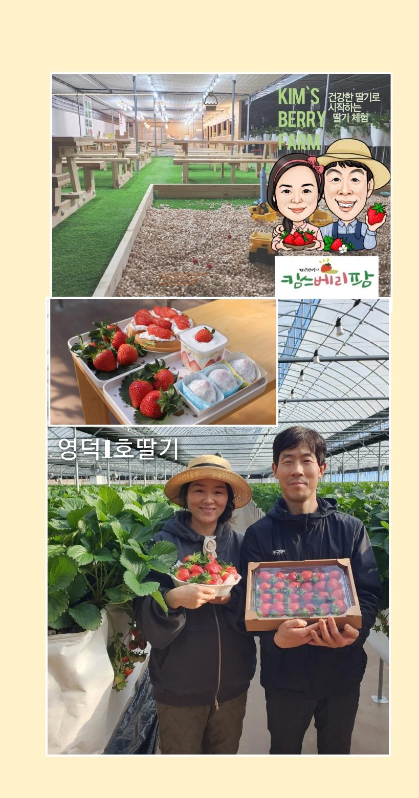 영덕 딸기농장 체험권