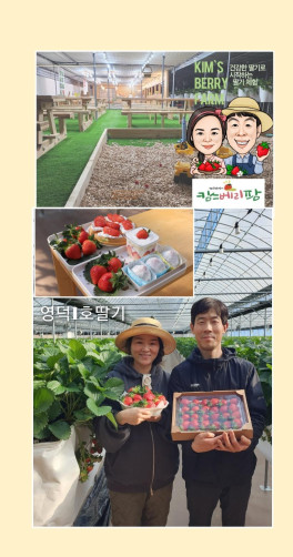 영덕 딸기농장 체험권 영덕 딸기농장 체험권