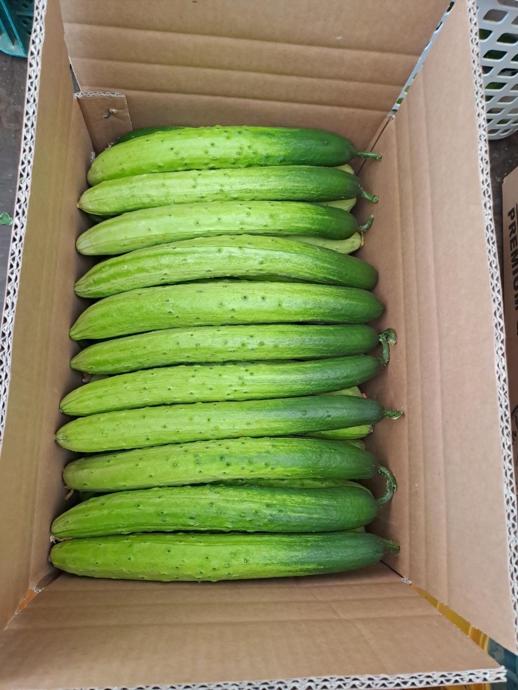  찬샘물 안성 오이 30~50개