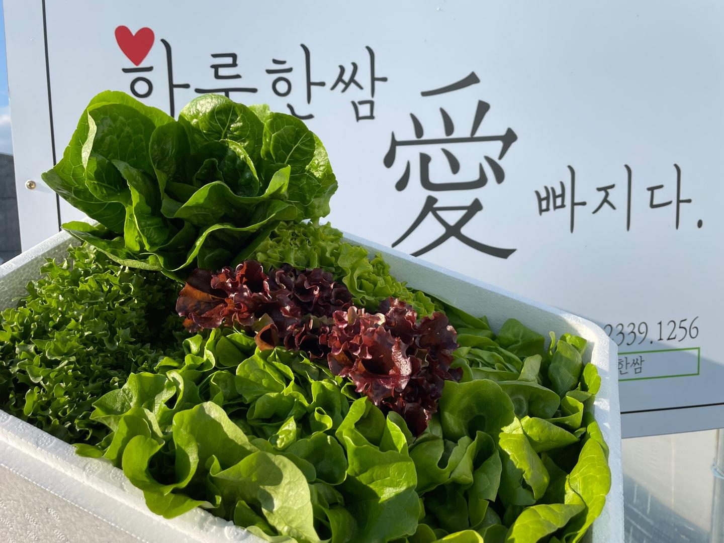 하루한쌈 모둠쌈 2kg(6포기*2박스)