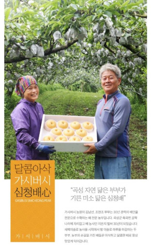 전남 곡성 심청 배 5kg (6-10과) 랜덤발송