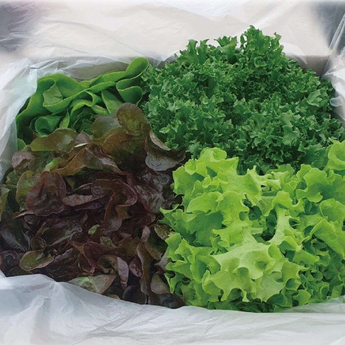 무농약 유러피언 샐러드 채소 1kg(스텔릭스,이자벨,크리스피아노,버터헤드)