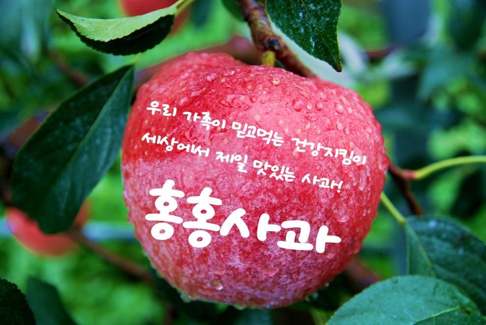 대한민국 과일산업대전 특별상 수상 홍홍사과(선물용 2.5kg, 가정용 3kg)