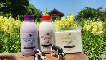 영광농협 살루떼 유제품 세트(플레인, 블루베리, 딸기, 스트링치즈, 할로미치즈)