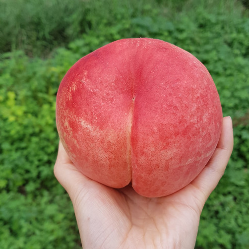 [경북산불피해] 딱딱 백도복숭아 3kg(대과 8~10과) *25년 7월 22일부터 순차발송