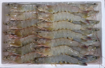 대하 왕새우 1kg(20마리 내외)