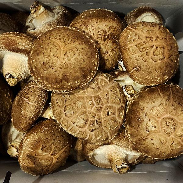 무농약 특급 성화 표고버섯 2kg