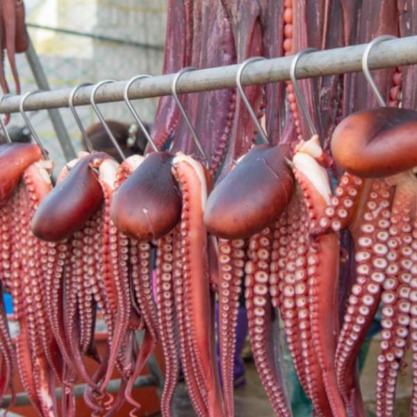 해녀와 어부가 잡은 자연산 냉동 썰은 피문어 350g