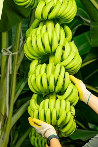 1004섬 국내산 무농약 바나나 2.5kg *7/16 첫 배송