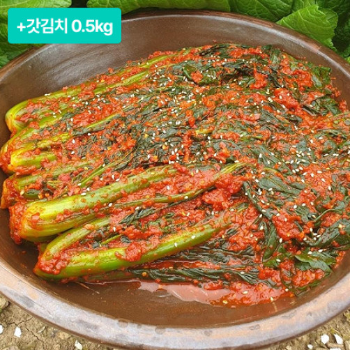 [설특선] 톡쏘는 갓김치 3kg+갓김치 0.5kg *100개한정