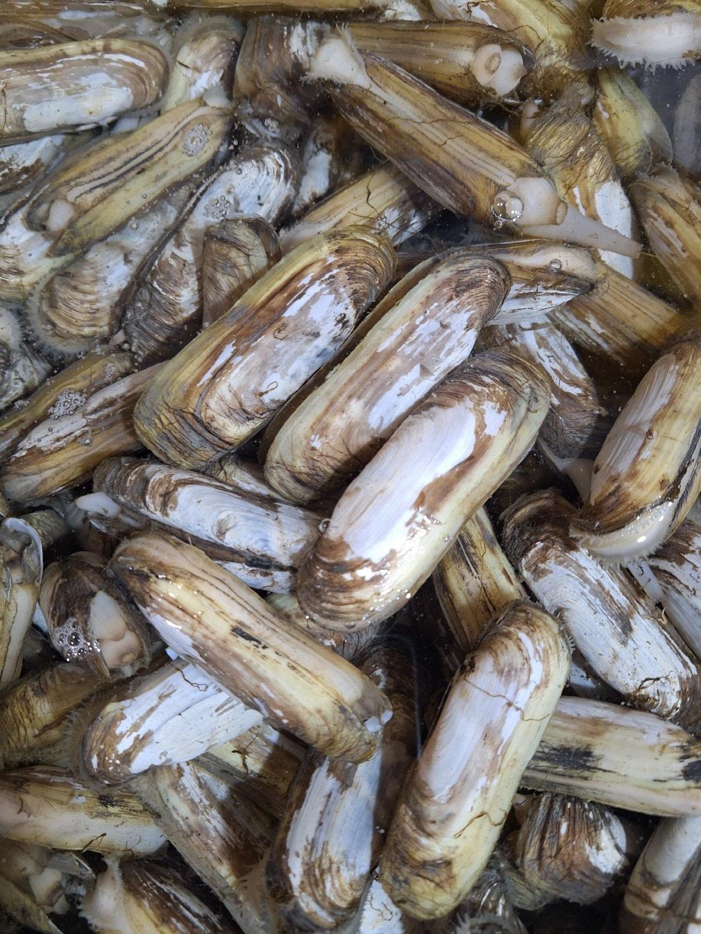 고흥 우도 자연산 맛조개 1.2kg