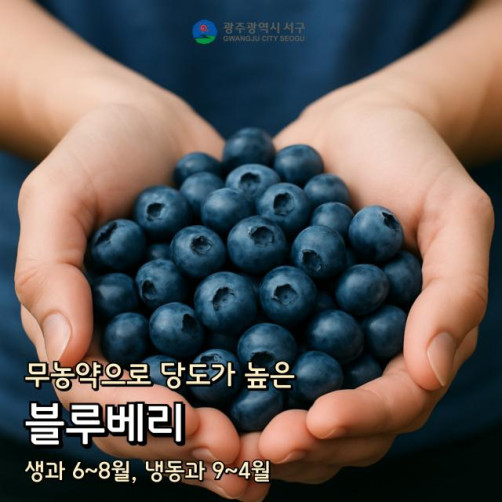 무농약 농장에서 갓 딴 블루베리 1kg