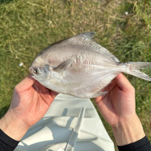 100% 국내산 자연산 반건조 병어 3마리 (600g 내외) 100% 국내산 자연산 반건조 병어 3마리 (600g 내외)