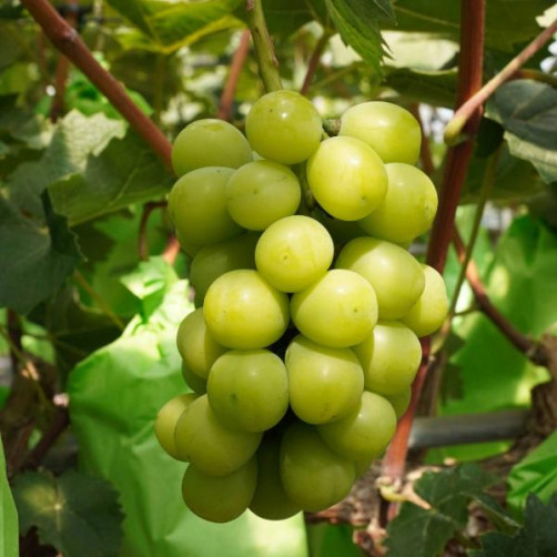 달콤한 샤인머스캣 3kg