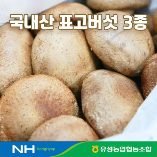 국내산 표고버섯 3종세트(생표고, 건표고깍두기, 슬라이스, 목이버섯, 버섯가루 중 택 1) 국내산 표고버섯 3종세트(생표고, 건표고깍두기, 슬라이스, 목이버섯, 버섯가루 중 택 1)