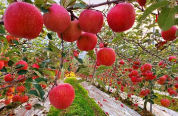 명품 고당도 양구 펀치볼 사과 3kg *11월 7일 순차발송 명품 고당도 양구 펀치볼 사과 3kg *11월 7일 순차발송