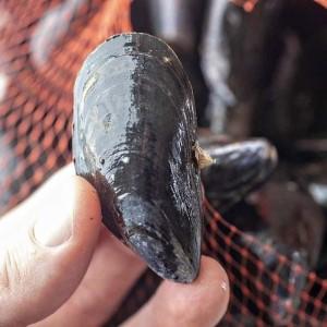 청정 지역 남해에서 자란 깐 홍합 세트 900g(300g*3봉지)