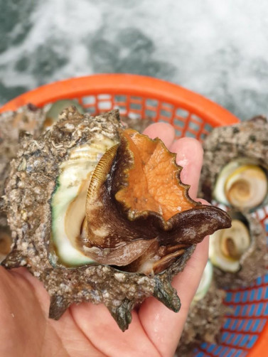 해녀가 잡은 자연산뿔소라 당일조업! 당일발송!