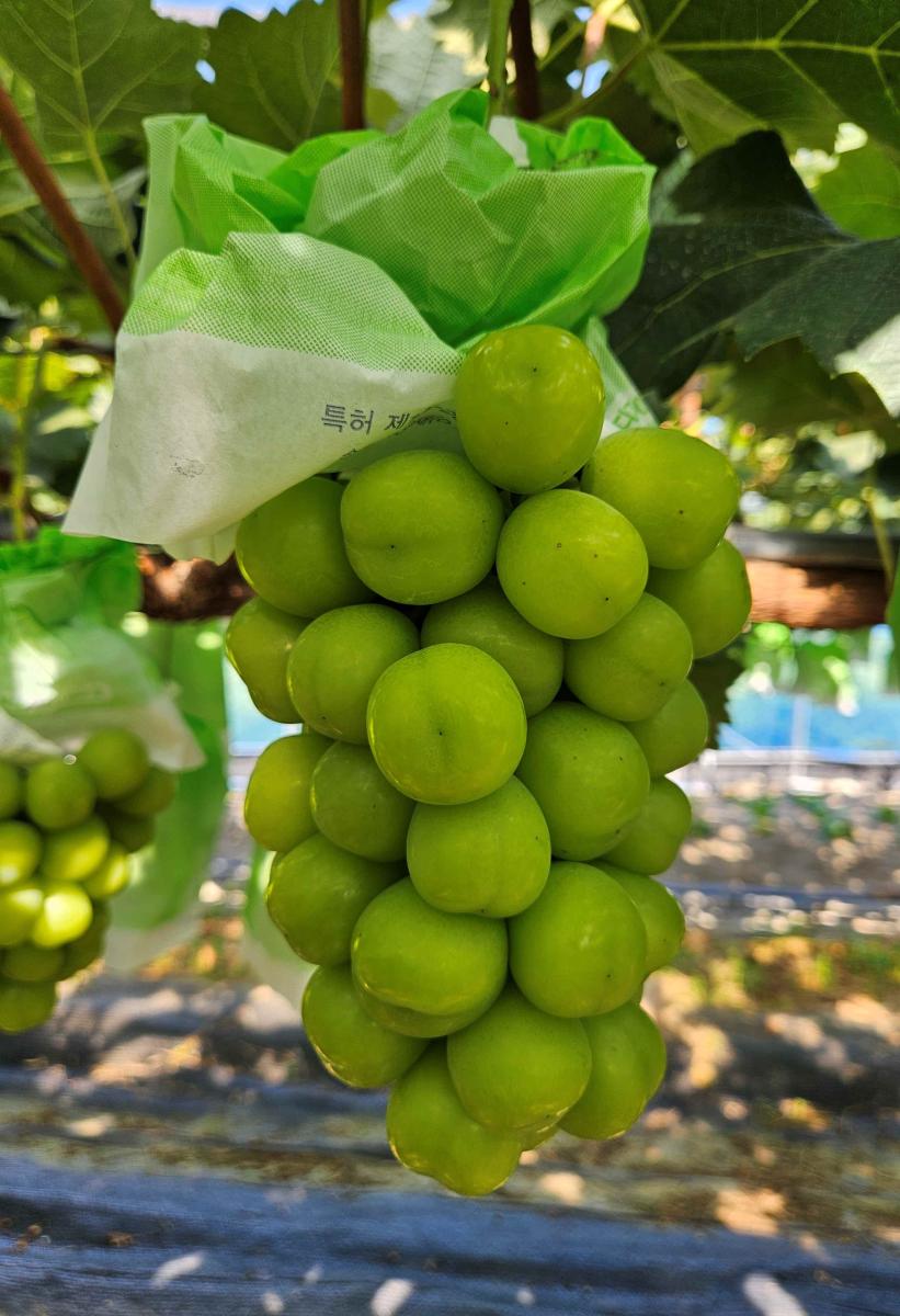 GAP 인증 샤인머스켓 3kg(4-6송이)