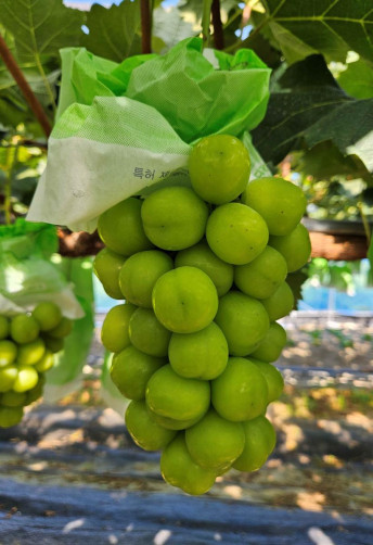 GAP 인증 샤인머스켓 3kg(4-6송이)