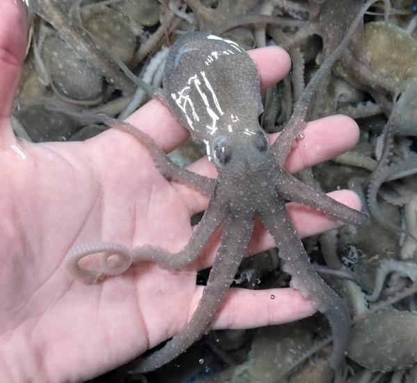 국내산 깨끗하게 해감된 뻘낙지 세발낙지 5마리