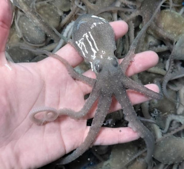 국내산 깨끗하게 해감된 뻘낙지 세발낙지 5마리