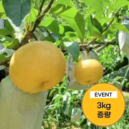 [이벤트] 달콤아삭 곡성심청배 8kg(5kg+3kg)