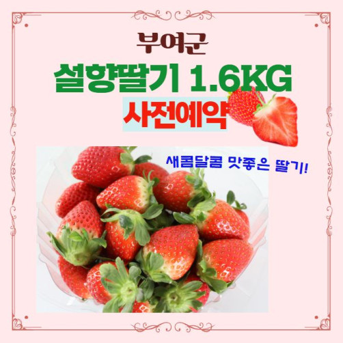 [사전예약] 설향 딸기 1.6kg(12월~1월 순차배송)