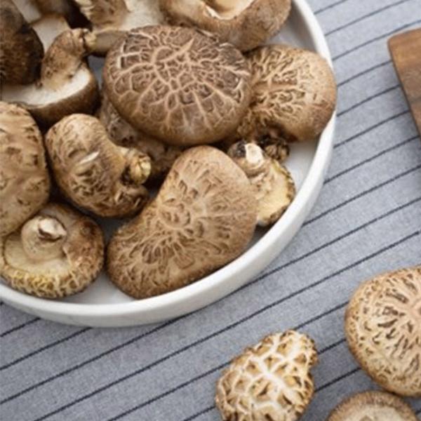 참나무 원목 생표고버섯 1.5kg