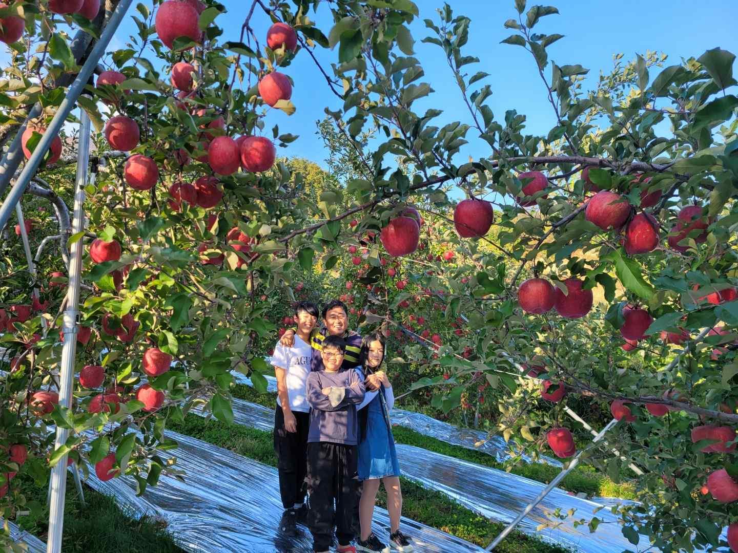 거창 자연농법 고랭지 부사사과 2.5kg(소과 9~10과/중과 13~14과)