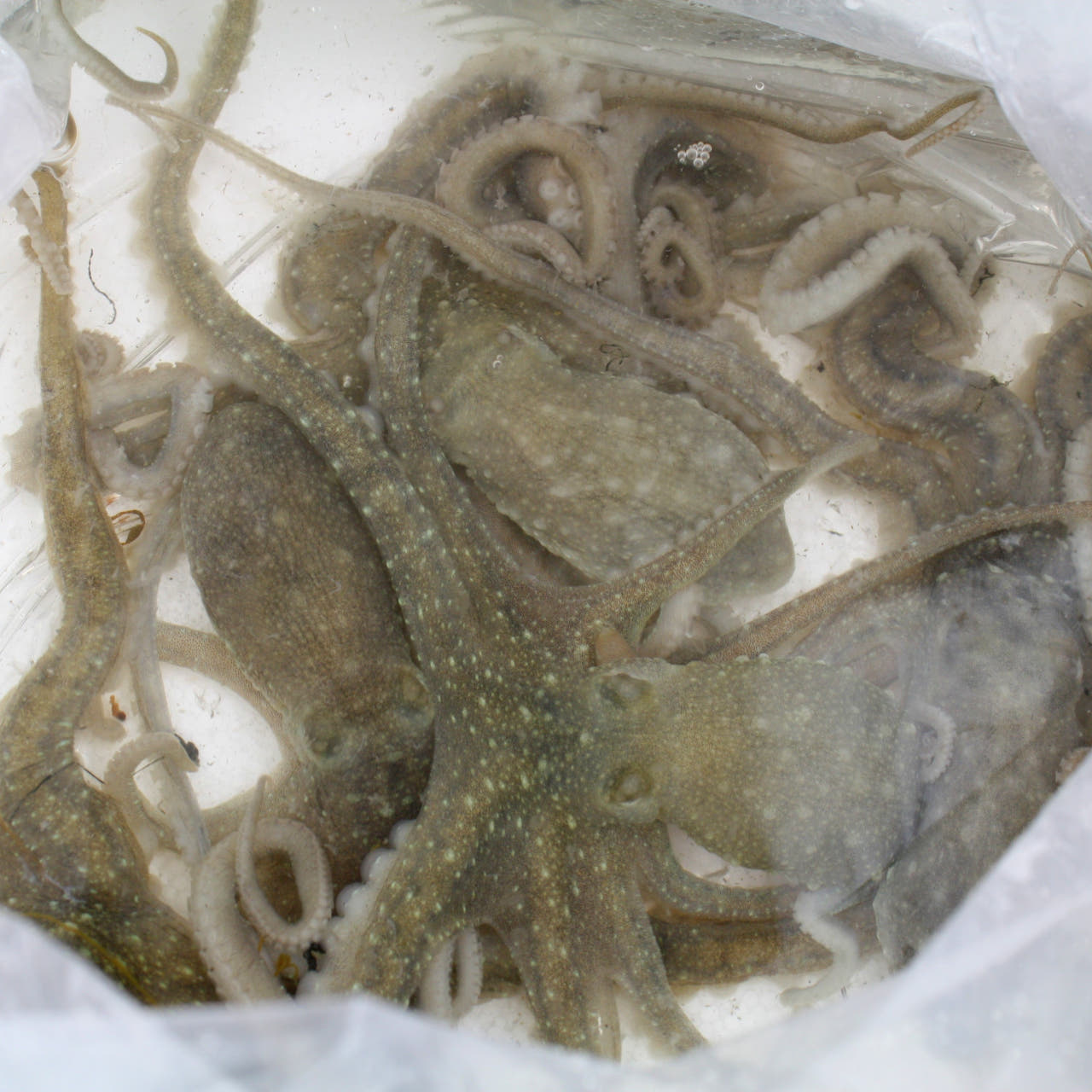 최상급 해감 뻘낙지 중소사이즈 3마리 240g(80g*3마리)