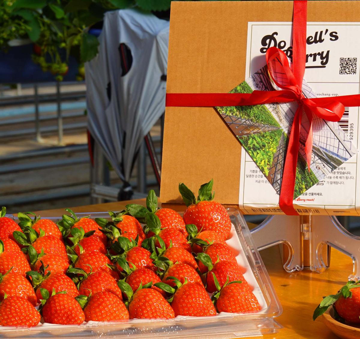 25년 거창 첫 딸기 설향 850g